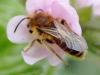 Andrena sp.